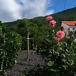 Sunflower - Madalena - Pico *
