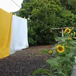 Sunflower - Madalena - Pico Sao Caetano (Pico)
