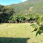 Sunflower - Madalena - Pico *