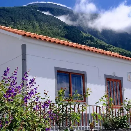 Sunflower - Madalena - Pico