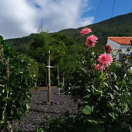 Sunflower - Madalena - Pico *