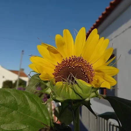 Semesterbostad Sunflower - Madalena - Pico