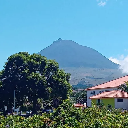 Sunflower - Madalena - Pico *