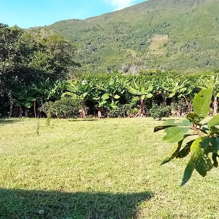 Sunflower - Madalena - Pico *