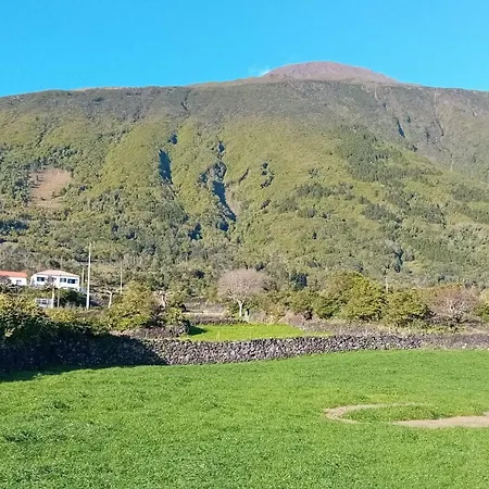 Sunflower - Madalena - Pico *