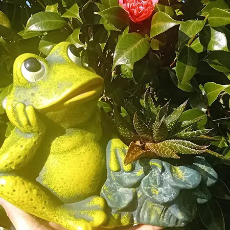 Sunflower - Madalena - Pico Sao Caetano (Pico)