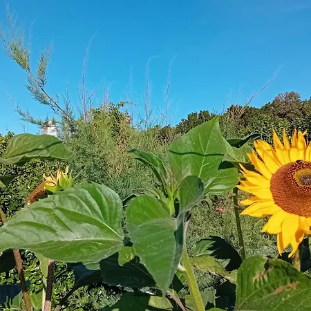 Semesterbostad Sunflower - Madalena - Pico *