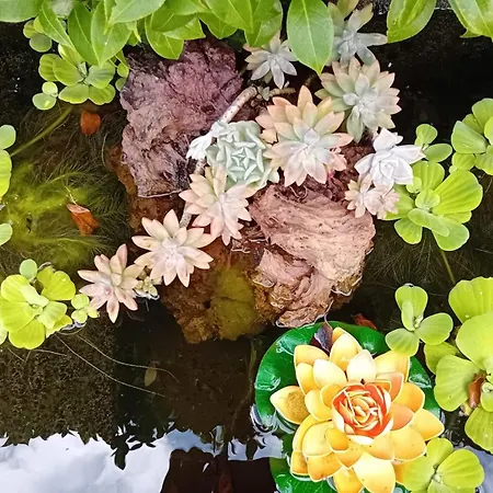 Sunflower - Madalena - Pico *