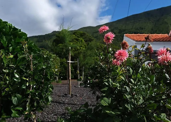 Sunflower - Madalena - Pico *