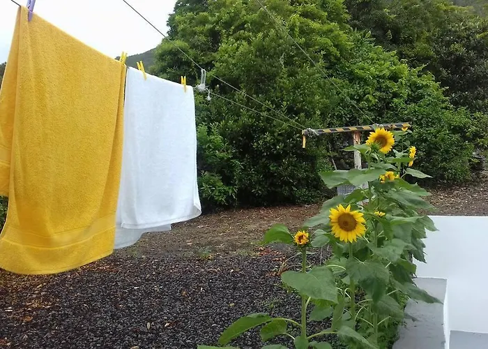 Sunflower - Madalena - Pico Sao Caetano (Pico)