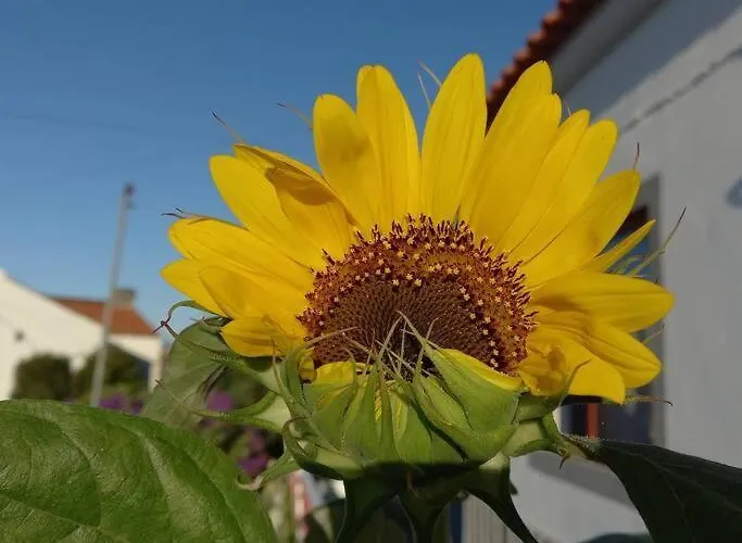 Nyaraló Sunflower - Madalena - Pico