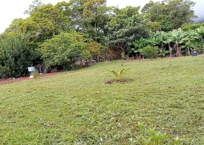 Sunflower - Madalena - Pico Nyaraló Sao Caetano (Pico)