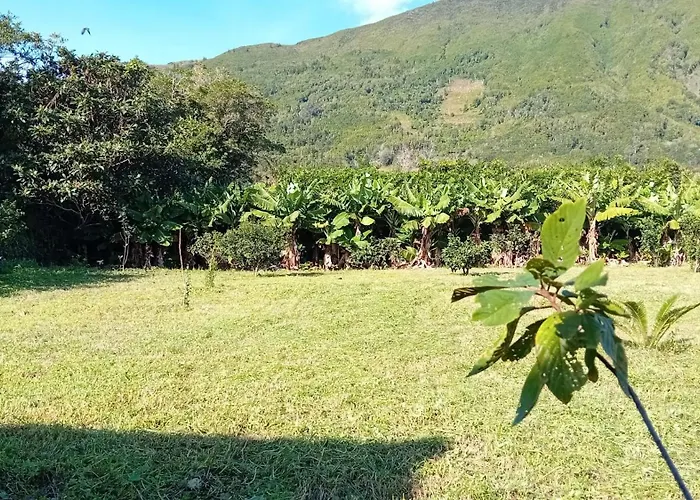 Sunflower - Madalena - Pico *