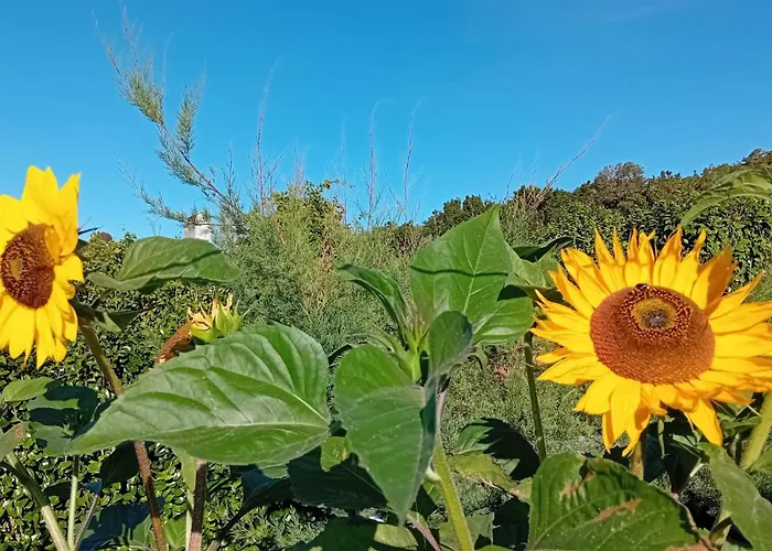 Nyaraló Sunflower - Madalena - Pico *
