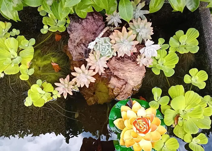 Sunflower - Madalena - Pico *